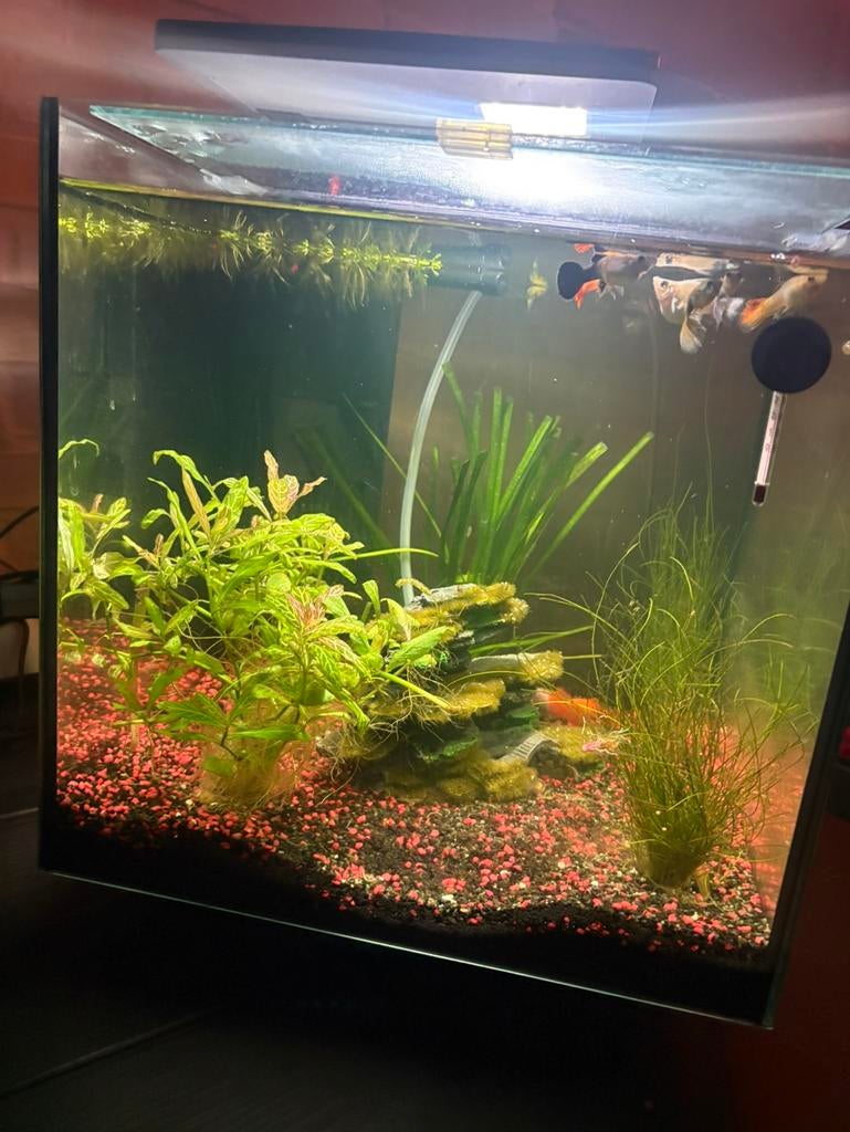 Superfish aquarium cubiq 30 liter, Ophalen, Zo goed als nieuw, Leeg aquarium