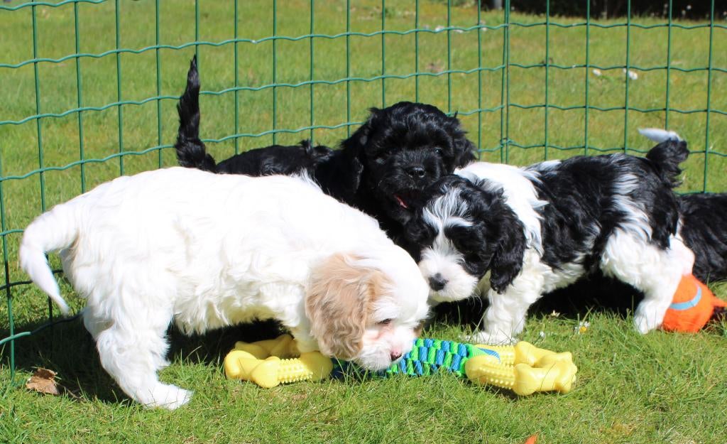 Cavapoo pups, Nederland, 8 tot 15 weken, Meerdere, Meerdere dieren