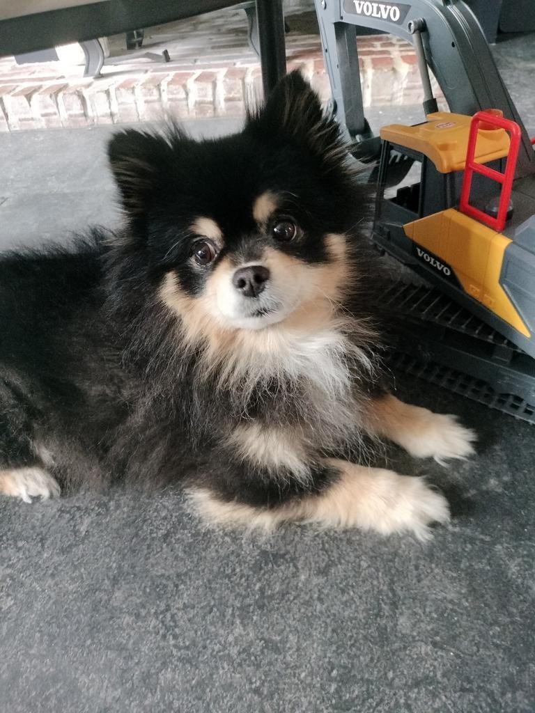 Pomeriaan kruising chihuahua dekreu, Dieren en Toebehoren, Rabiës (hondsdolheid), Reu, Eén hond, 3 tot 5 jaar
