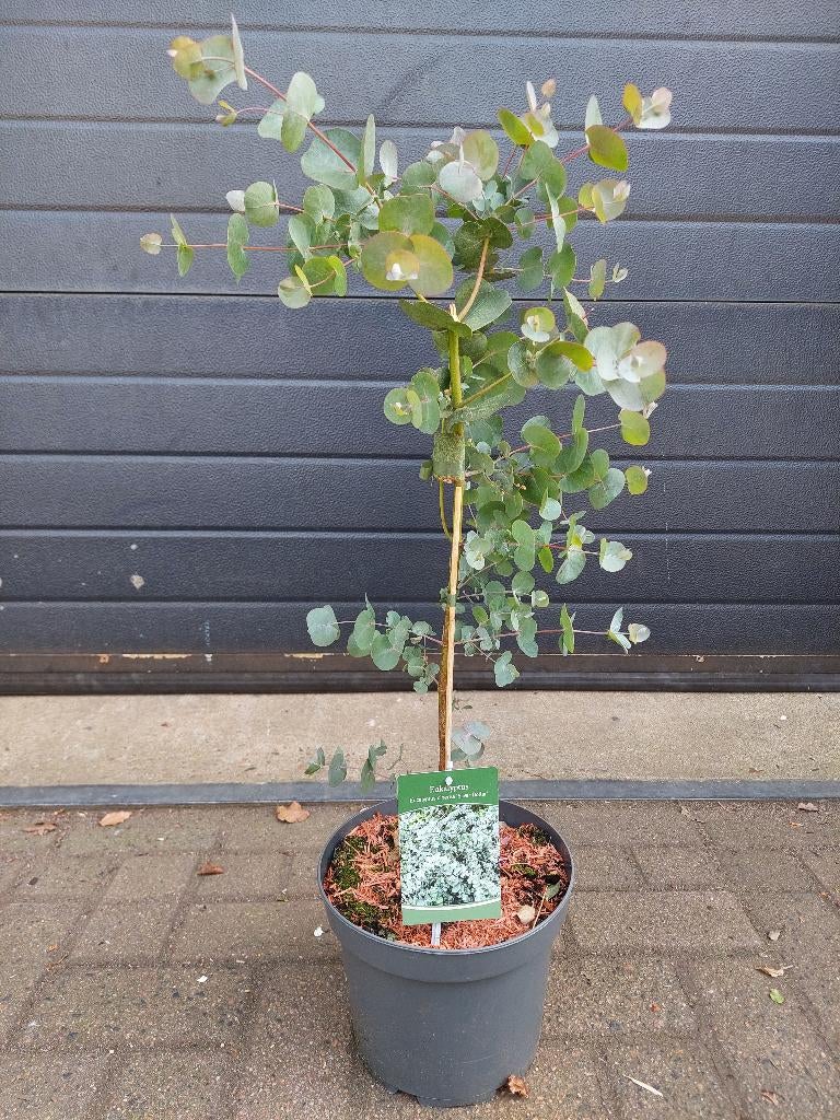 Eucalyptus Cinerea 'Silver Dollar' - Eucalyptusboompje H80cm, Tuin en Terras, Planten | Bomen, Overige soorten, Minder dan 100 cm