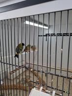 Zwartkopsijs, Meerdere dieren, Wildzangvogel, Geringd