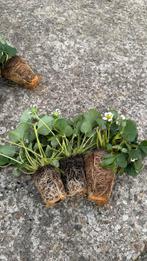 Aardbeien plantjes biologisch Favori, Volle zon, Vaste plant, Ophalen of Verzenden, Zomer