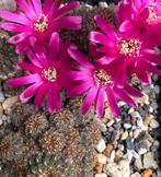 cactus - Sulcorebutia callichroma, Ophalen of Verzenden, Cactus, Volle zon, Minder dan 100 cm