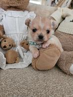Chihuahua, België, Particulier, Reu, 8 tot 15 weken
