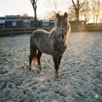 ! Leuke 2 jarige merrie !, Dieren en Toebehoren, Pony's, Merrie, Niet van toepassing, B pony (1.17m tot 1.27m), Gechipt