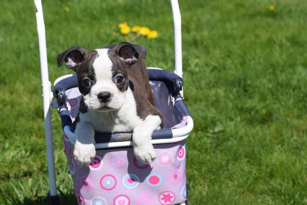 Boston terrier pups, Dieren en Toebehoren, 15 weken tot 1 jaar, Overige rassen, Buitenland, Parvo