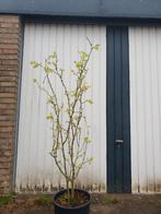 BOOM Zanthoxylum simulans Chinese szechuanpeper Kiespijnboom, Volle zon, Vaste plant, Ophalen of Verzenden, Zomer