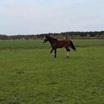 Dieren en toebehoren, Dieren en Toebehoren, Toebehoren