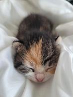 2 europese korthaar kittens, Dieren en Toebehoren, Kater, Ontwormd