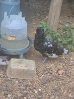 À donner : coqs de Padoue gratuits ! Gratis padua Hanen, Dieren en Toebehoren, Pluimvee, Mannelijk, Kip