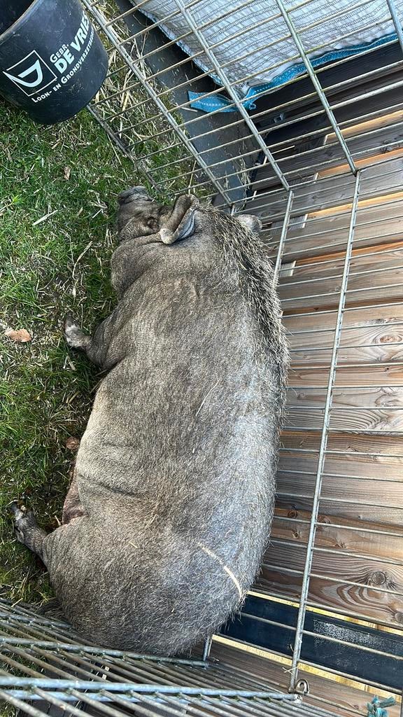 Varken, Mannelijk, Geit