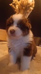 Geweldig lieve Australian Shepherd pups, Dieren en Toebehoren, HCC (leverziekte), 8 tot 15 weken, Meerdere, Meerdere dieren