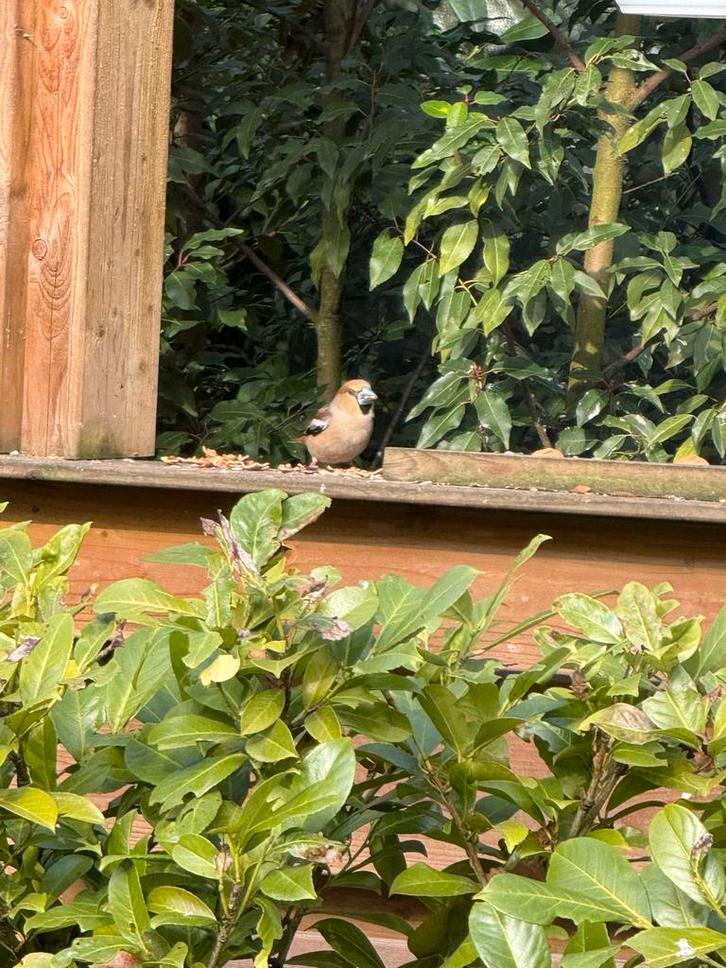 Recreatiewoning Zuidlaren te koop, Huizen en Kamers, Recreatiewoningen te koop, G