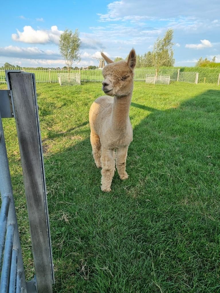 Alpaca dekservice - met dracht- & veulengarantie, Dieren en Toebehoren, Maart, Mannelijk