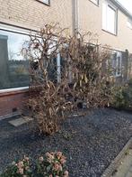 Gratis kronkel hazelaar boom, Overige soorten, 100 tot 250 cm, Zomer, Ophalen