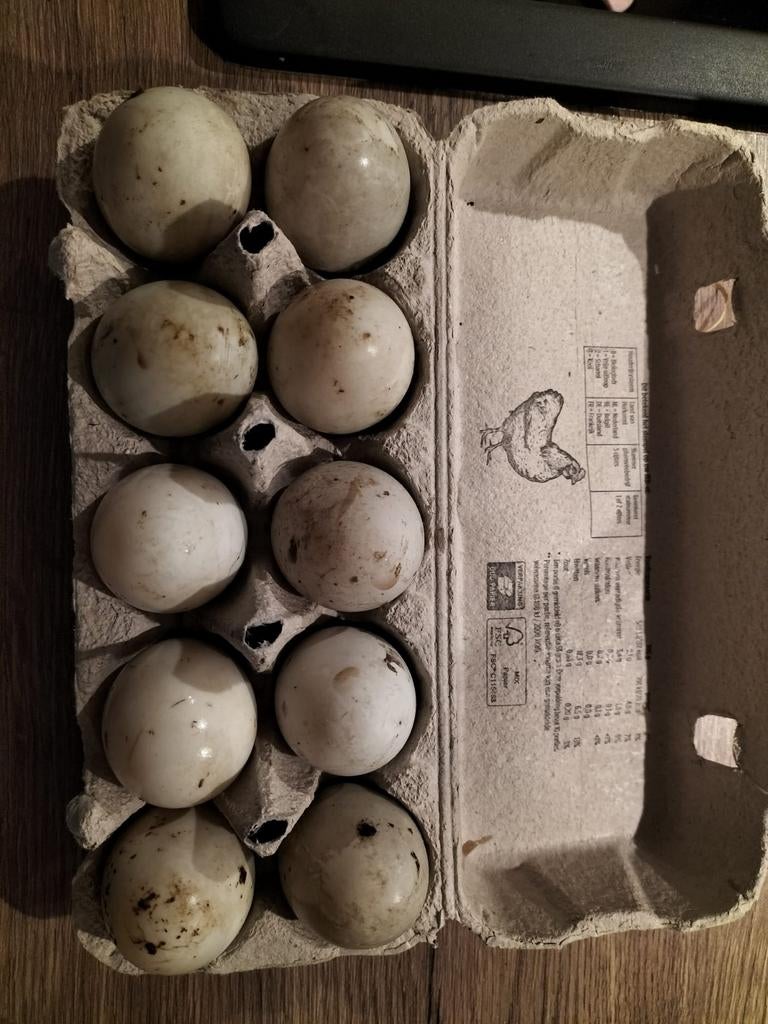 Indische loopeend eieren, Diversen, Levensmiddelen, Ophalen of Verzenden