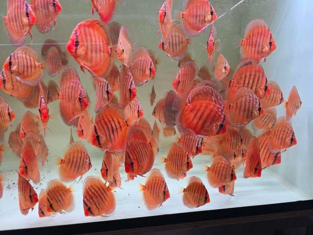 Discusvissen, Dieren en Toebehoren, Vissen | Aquariumvissen, Vis, Zoetwatervis, Schoolvis