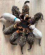 Raszuivere bengalen met stamboom - bengaal, Dieren en Toebehoren, Katten en Kittens | Raskatten | Korthaar, Poes, Met stamboom