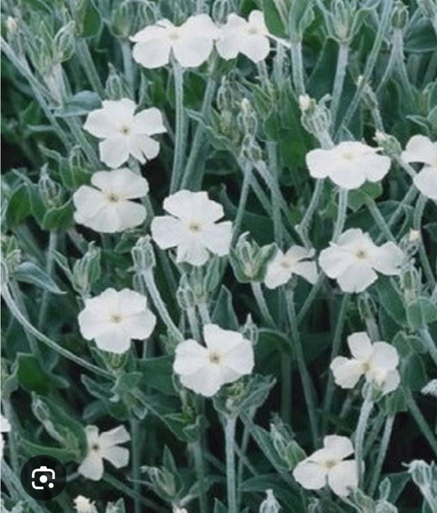 Prikneus, Tuin en Terras, Planten | Tuinplanten, Volle zon, Tweejarig, Lente, Ophalen