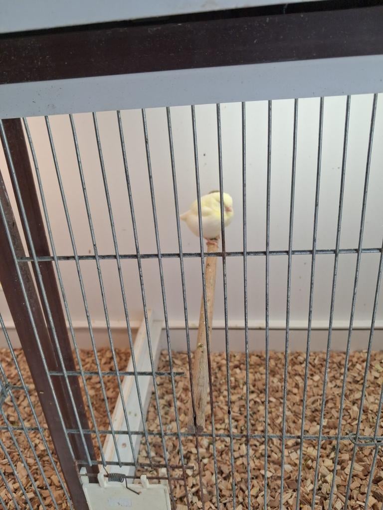 Te koop 3 geel mozaïek kanaries, Dieren en Toebehoren, Vogels | Kanaries, Meerdere dieren, Kleurkanarie