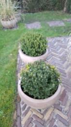 2 taxusbollen (zonder de potten), Tuin en Terras, Planten | Bomen, Ophalen of Verzenden, Volle zon, Overige soorten, Minder dan 100 cm