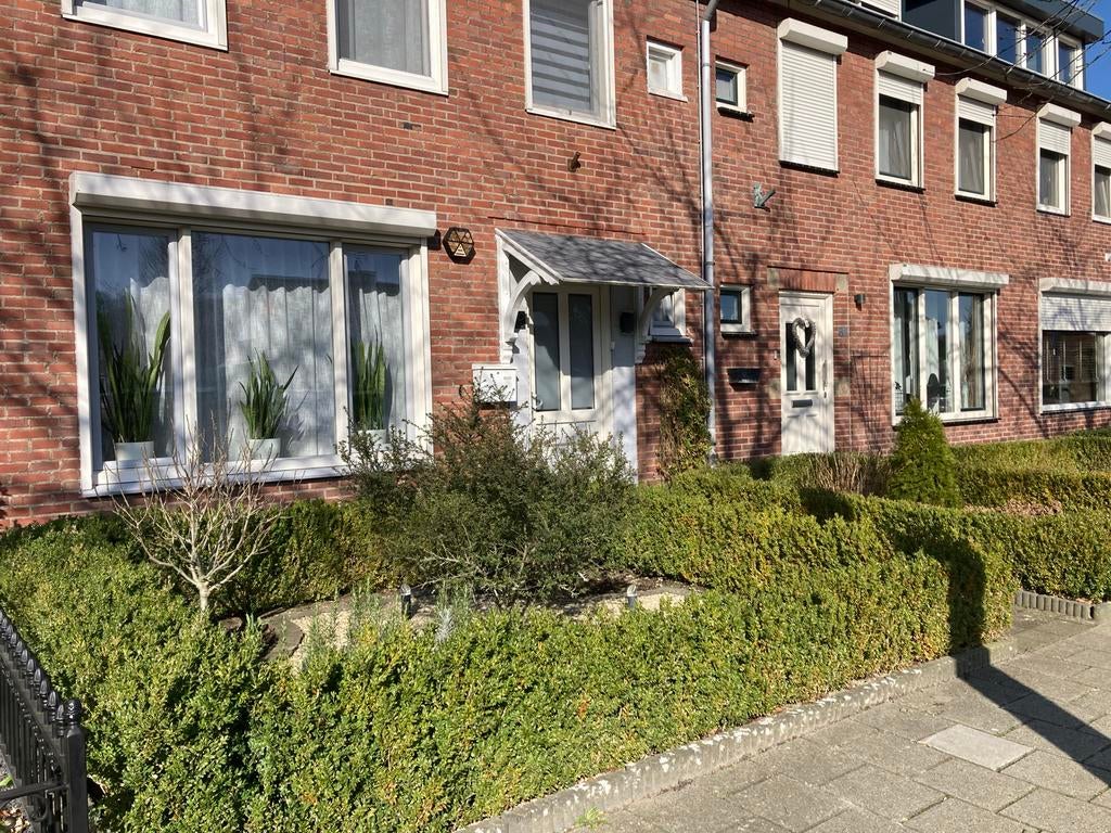 Circa 40m buxus - uitgraven=gratis ophalen, Tuin en Terras, Planten | Struiken en Hagen, Ophalen, Buxus, Struik, Minder dan 100 cm