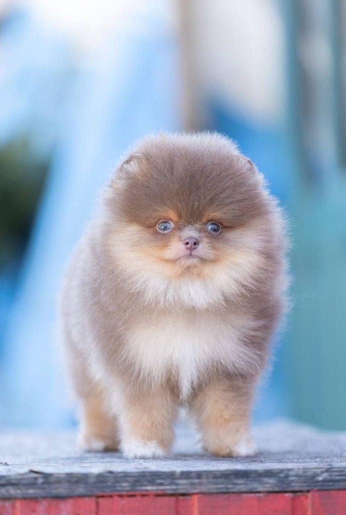 Pomeriaan pup reutje Lilac & Tan Bear type – reserveren, Keeshond, Reu, 8 tot 15 weken, Buitenland