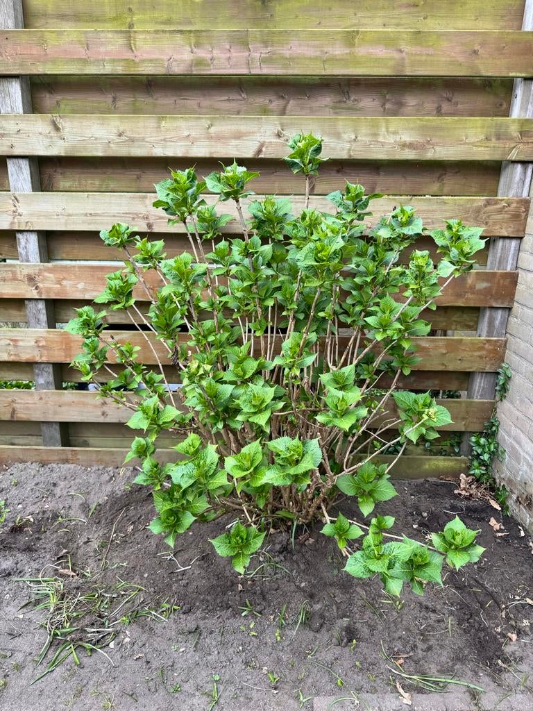 Hortensia, paars bloemig, Tuin en Terras, Planten | Tuinplanten, Vaste plant, Halfschaduw, Zomer, Ophalen