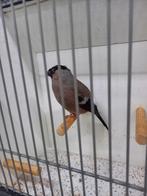 Noorse Goudvink pop 2024, Dieren en Toebehoren, Vogels | Overige Vogels, Vrouwelijk, Wildzangvogel, Geringd