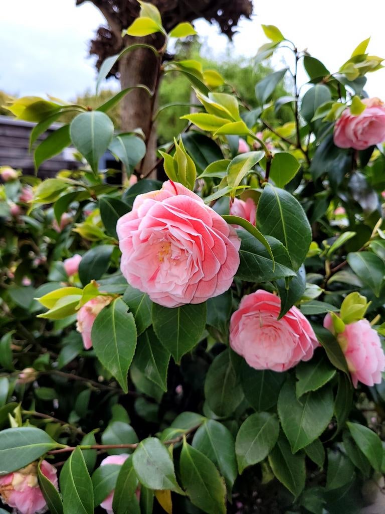 Gratis camellia japonica, Ophalen, Halfschaduw