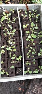 Bloemkool  en Spitskool planten. Uit de koude kas., Ophalen, Overige soorten, Volle zon