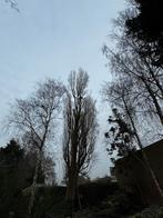 VG Works boomverzorging | veilig & vakkundig werk, Garantie, Tuinonderhoud of Snoeiwerk