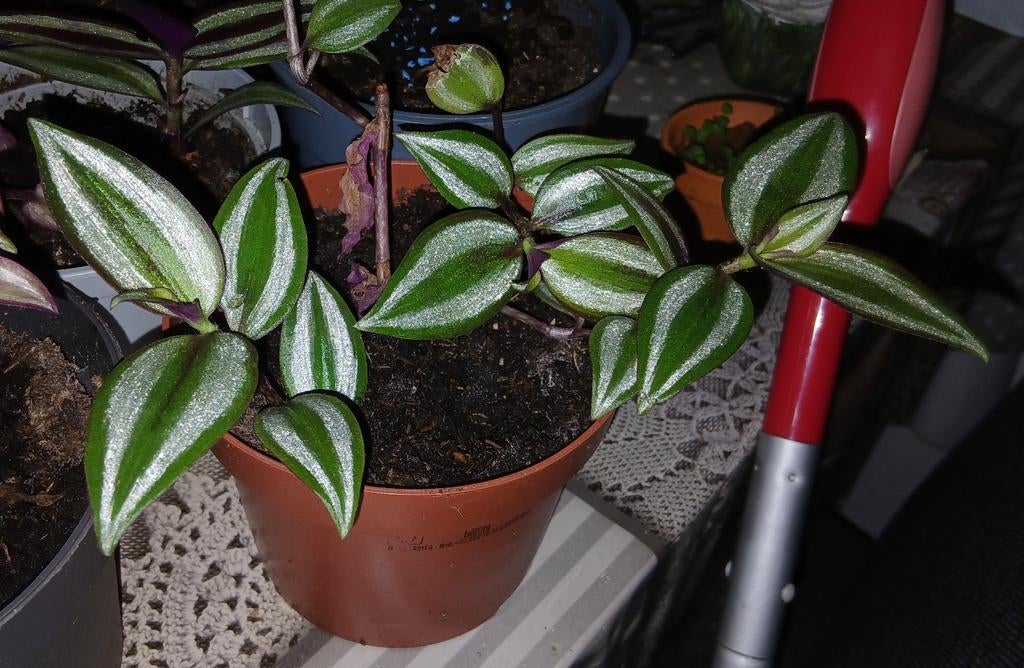 Tradescantia zebrina plant te koop, Huis en Inrichting, Kamerplanten, Bloeiende kamerplant, Ophalen, Halfschaduw, Minder dan 100 cm