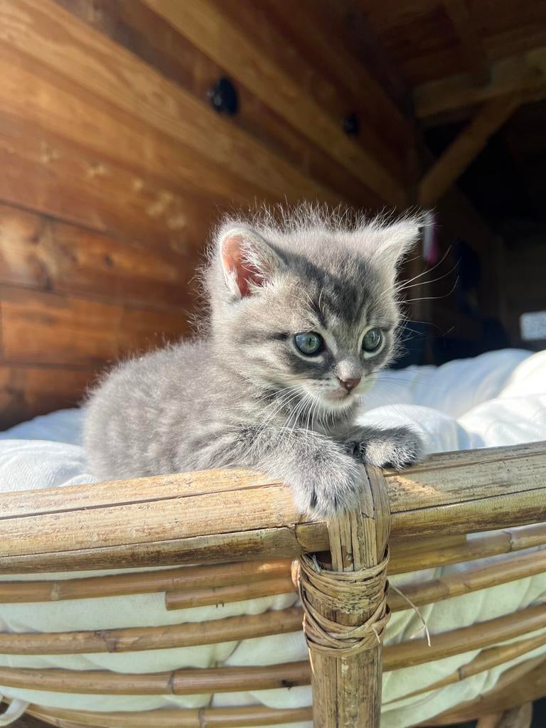 Noorse boskat kruising, Meerdere dieren, Ontwormd, 0 tot 2 jaar