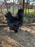 Prachtige TOP USA  zijdehoen PAAS BROEDEITJES OF KUIKENTJES, Dieren en Toebehoren, Pluimvee, Vrouwelijk, Kip