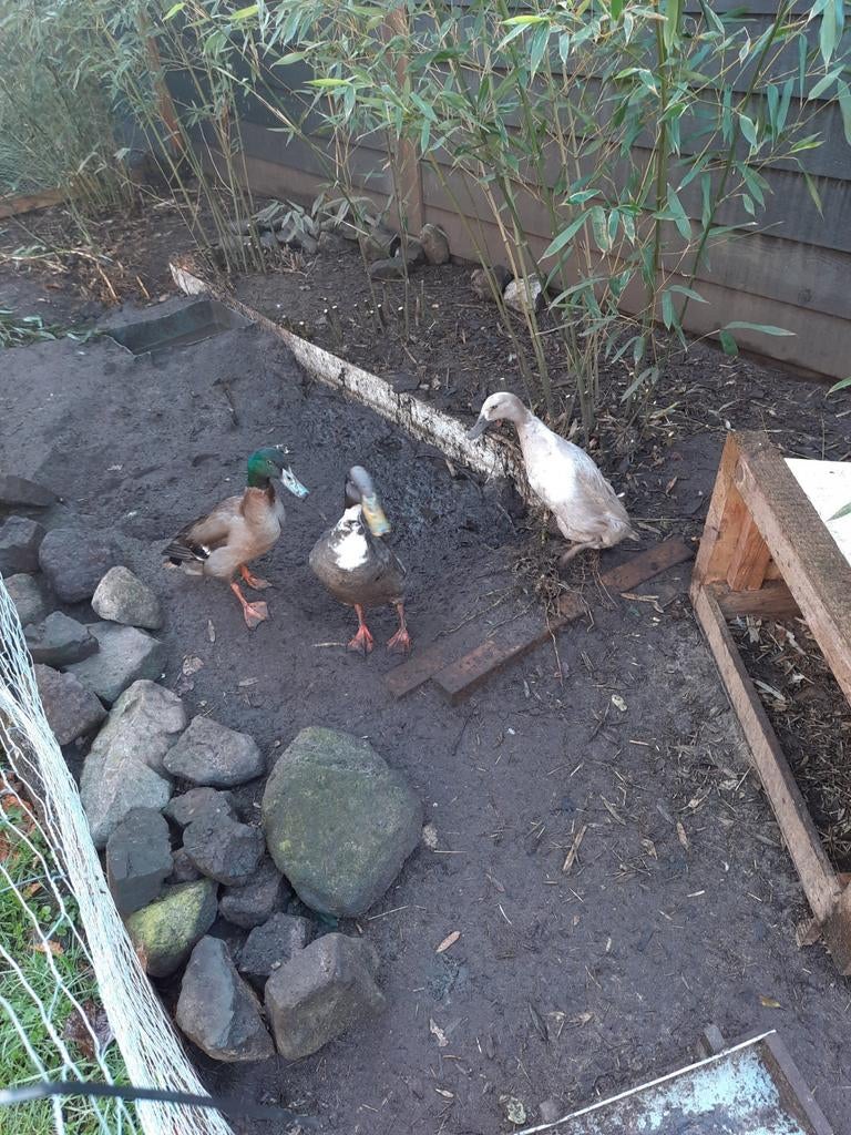 Te koop loopeend , woerd, Mannelijk, Eend