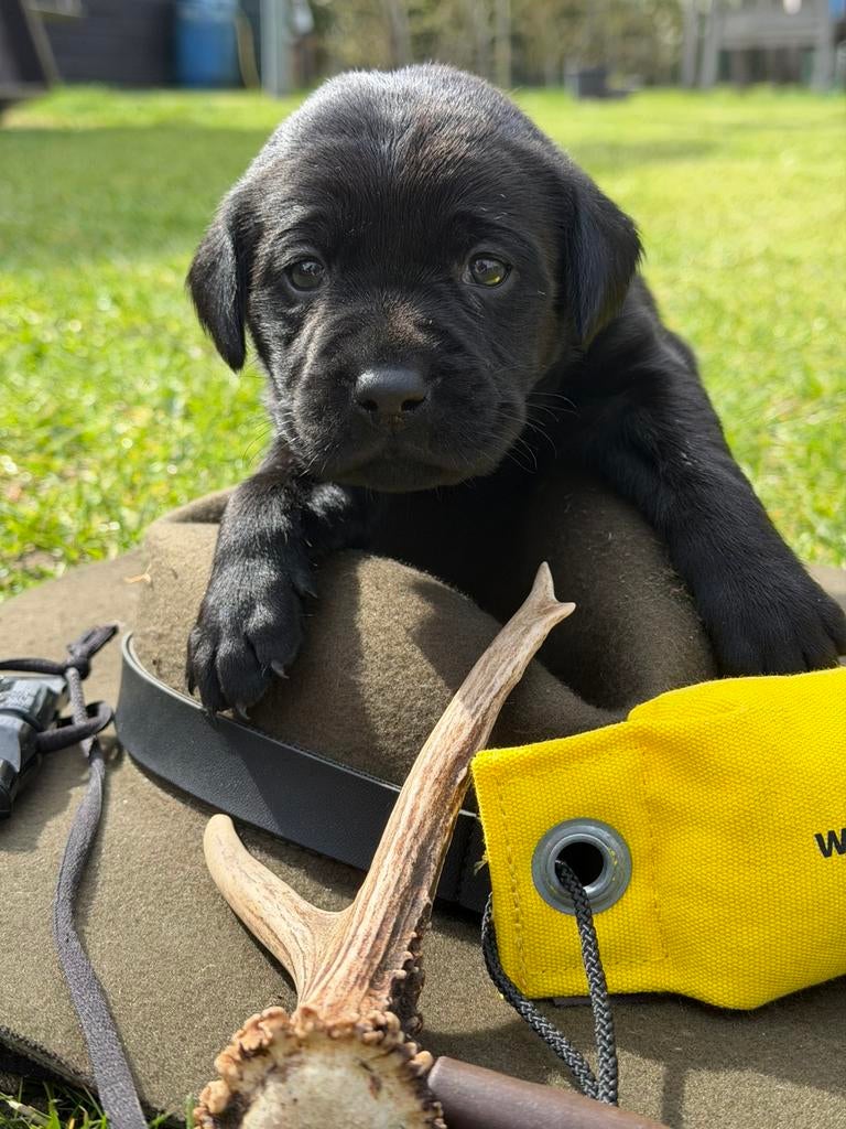 Labrador pups met stamboom, Parvo, 8 tot 15 weken, Labrador retriever, Meerdere