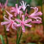Nerine bloembollen bollen, Tuin en Terras, Bloembollen en Zaden, Ophalen of Verzenden, Voorjaar, Volle zon, Bloembol