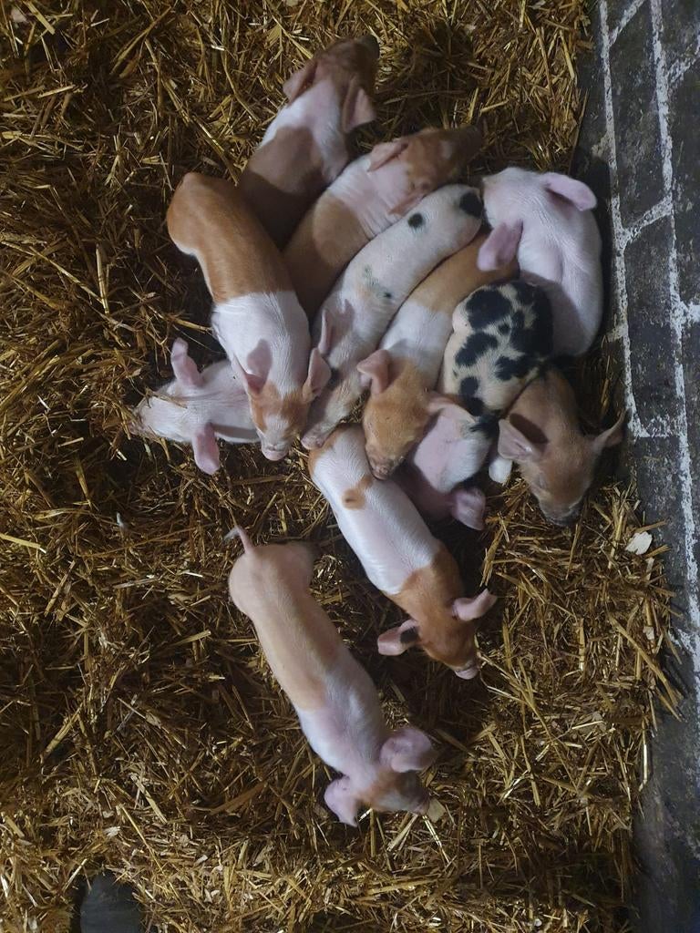 Begin mei biggen te koop, Dieren en Toebehoren, Schapen, Geiten en Varkens, Geit, Mannelijk