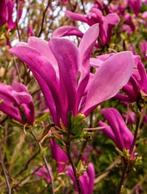 Zuilboom Magnolia Susan - Prachtige bloeier (ca. 14 jaar), Tuin en Terras, Volle zon, Vaste plant, Lente, Ophalen