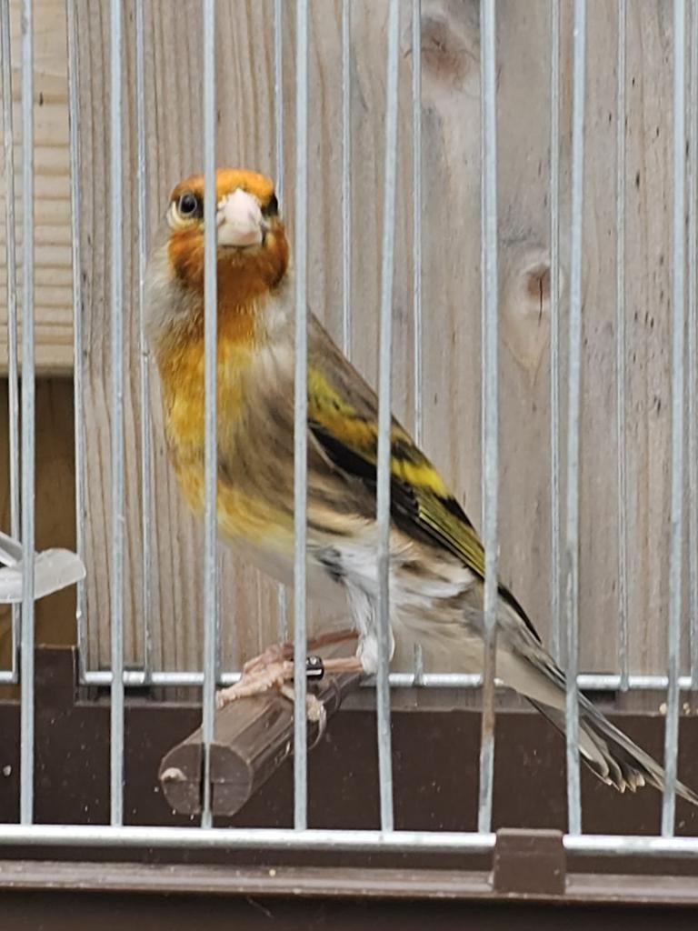 Bastaard Major Putter man, Dieren en Toebehoren, Vogels | Overige Vogels, Wildzangvogel, Mannelijk, Geringd