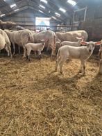 Schapen met lammeren, Meerdere dieren, Schaap