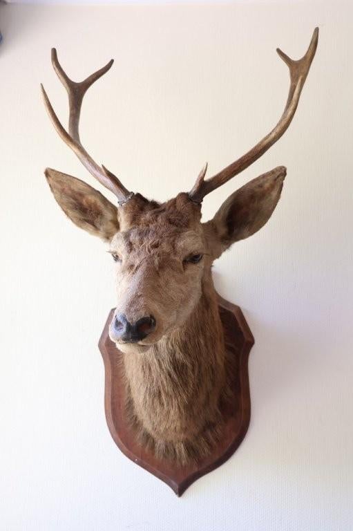 Taxidermie groot hertenkop 8-ender, Ophalen, Gebruikt, Hert, Opgezet dier