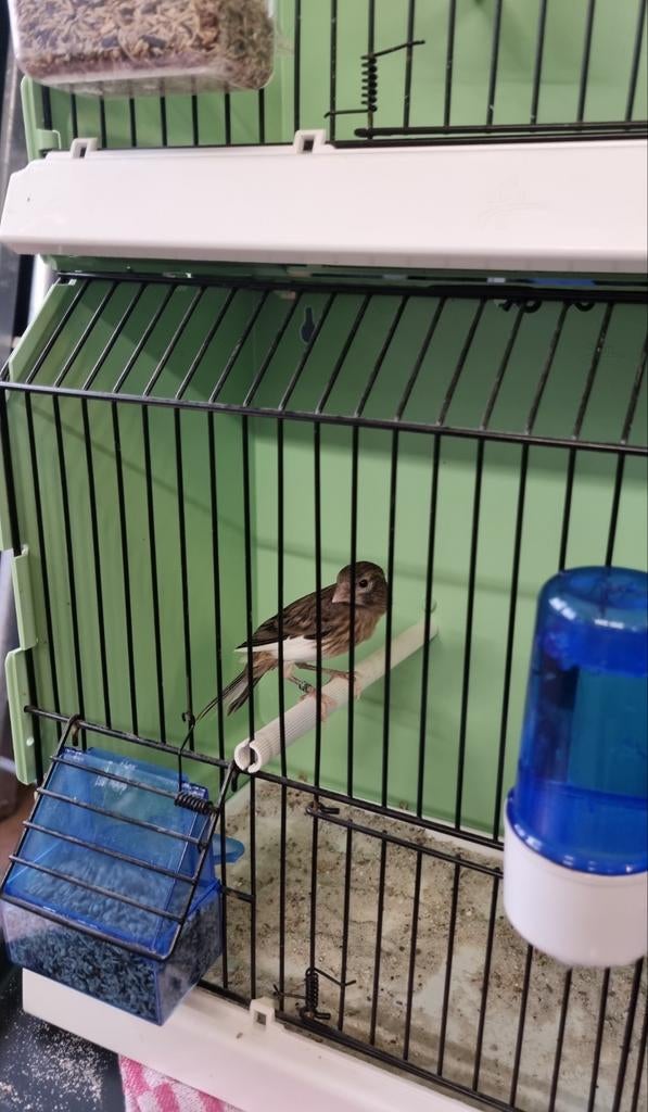 Raza kanaries 2026, Dieren en Toebehoren, Vogels | Kanaries, Geslacht onbekend, Zangkanarie