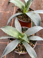 Agave pot12cm blauw, Ophalen of Verzenden, Bloeit niet, Overige soorten, Volle zon