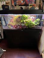 Juwel aquarium Rio 180L inclusief vissen en toebehoren., Dieren en Toebehoren, Vissen | Aquaria en Toebehoren, Ophalen, Zo goed als nieuw
