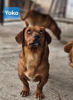 Yoko zoekt een baasje, Dieren en Toebehoren, 1 tot 2 jaar, Buitenland, Parvo, Eén hond