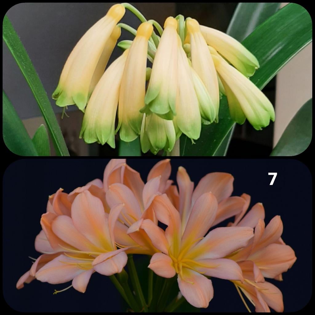Clivia plantje, Gardinii Yellow x Pink Peach Bonny, Bloeiende kamerplant, Ophalen of Verzenden, Volledige schaduw, Minder dan 100 cm