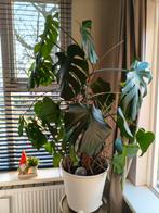Monstera en/of gatenplant, Huis en Inrichting, Kamerplanten, Ophalen, Overige soorten, Halfschaduw, In pot