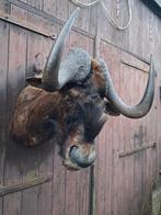 Opgezette Witstaartgnoe – grote taxidermie wandkop – uniek, Ophalen, Zo goed als nieuw, Wild dier, Opgezet dier